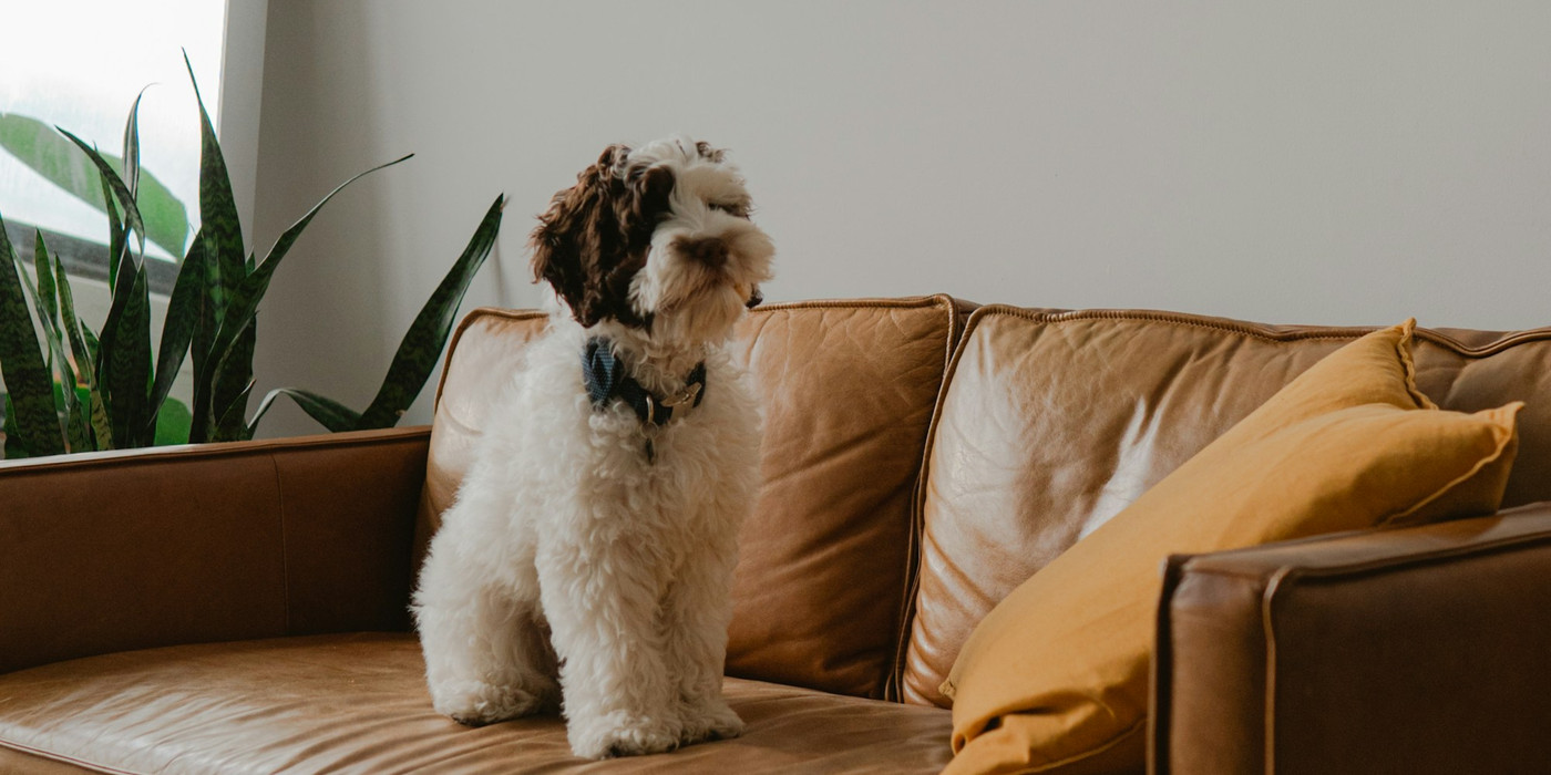 A dog sitting on a lounge in a Melbourne rental property